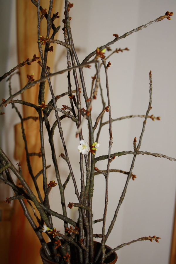 Barbarazweige, Foto: Karl Gruber, Wikimedia (CC BY-SA 3.0 AT)