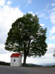 Bild anzeigen