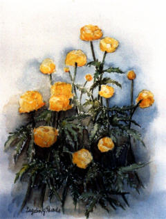 Aquarell 1 der Glatzer Rose