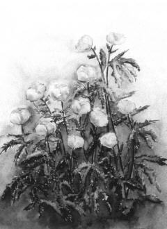 Aquarell 2 der Glatzer Rose