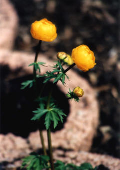 Foto 2 der Glatzer Rose